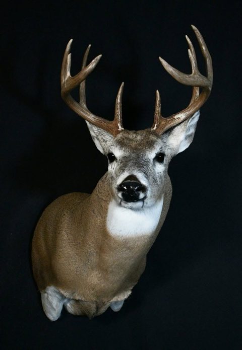 whitetail deer taxidermy by Jason's Taxidermy