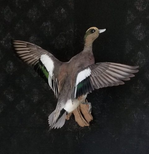 Wigeon – Flying – waterfowl taxidermy by Jason's Taxidermy