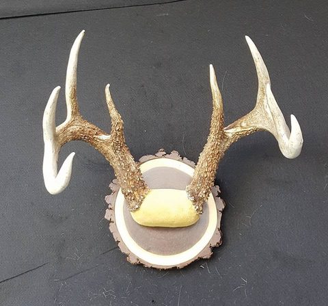 Whitetail – Antler Mount – antler taxidermy by Jason's Taxidermy