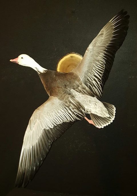 Blue Goose – Flying – waterfowl taxidermy by Jason's Taxidermy
