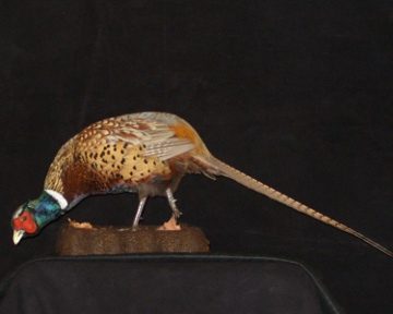 Ring-necked pheasant mount, item #9