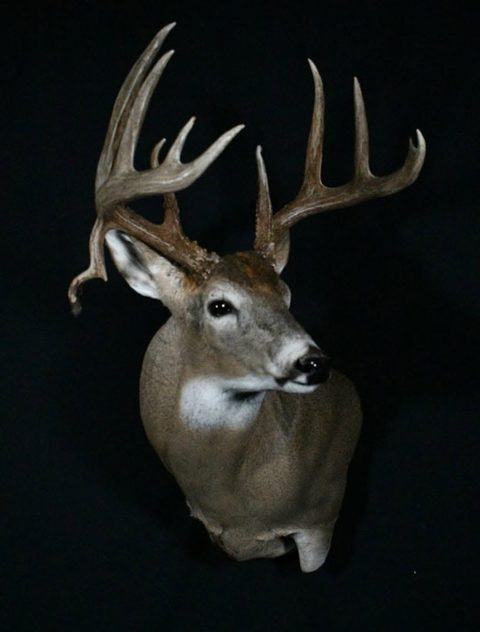 whitetail deer taxidermy by Jason's Taxidermy