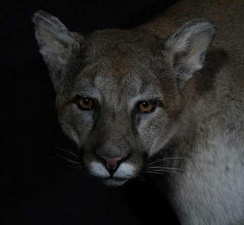 big game taxidermy by Jason's Taxidermy