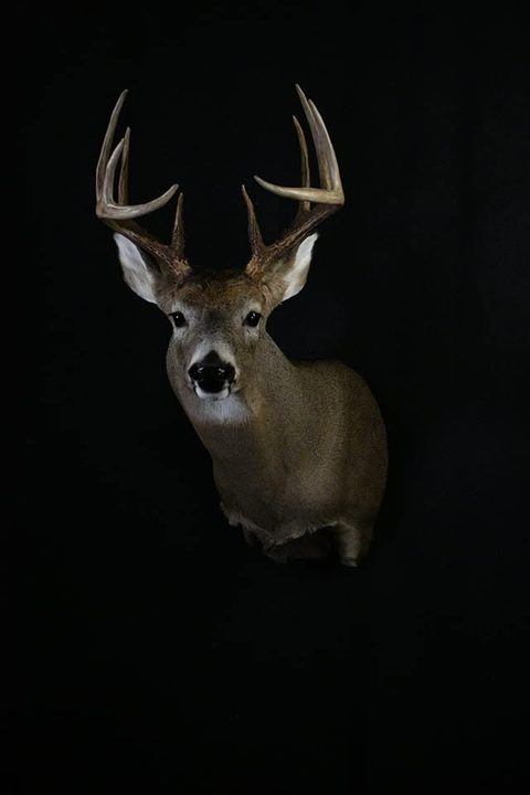whitetail deer taxidermy by Jason's Taxidermy