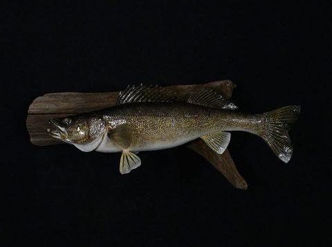 fish taxidermy by Jason's Taxidermy