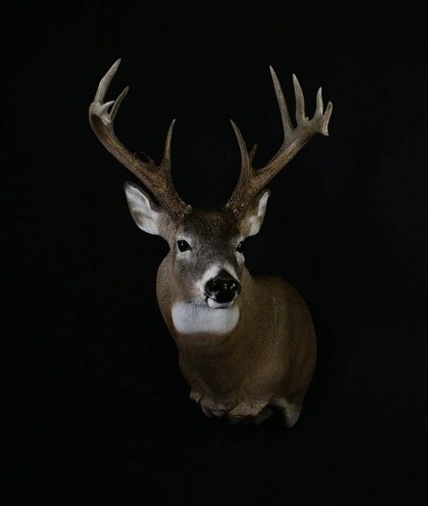 whitetail deer taxidermy by Jason's Taxidermy