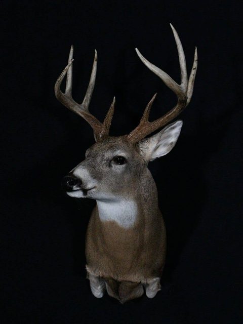 whitetail deer taxidermy by Jason's Taxidermy