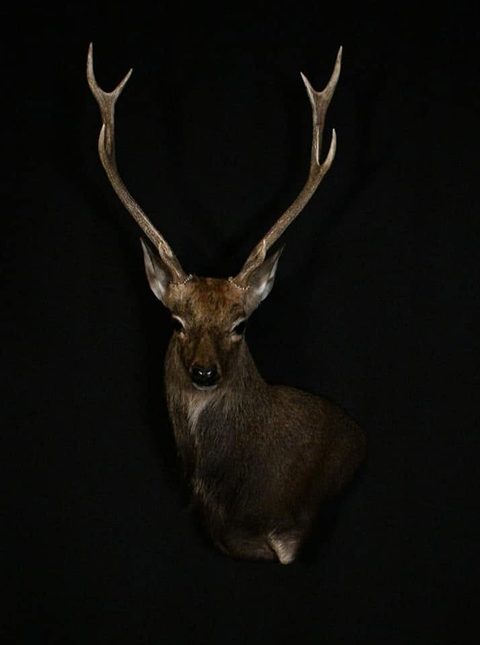 big game taxidermy by Jason's Taxidermy