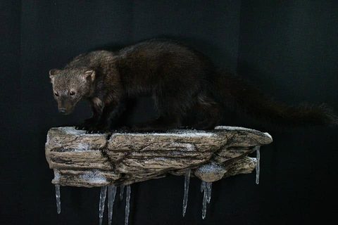 furbearer taxidermy by Jason's Taxidermy