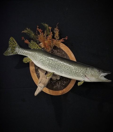 fish taxidermy by Jason's Taxidermy