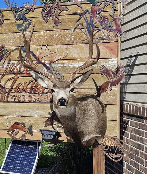 whitetail deer taxidermy by Jason's Taxidermy