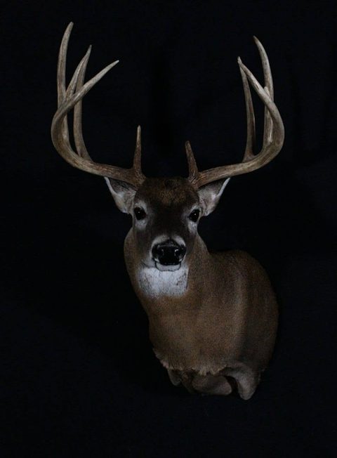 whitetail deer taxidermy by Jason's Taxidermy
