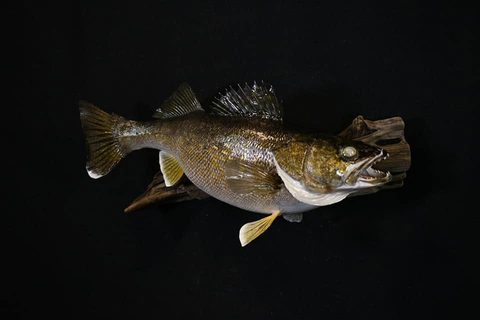 fish taxidermy by Jason's Taxidermy
