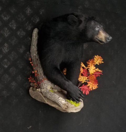 big game taxidermy by Jason's Taxidermy