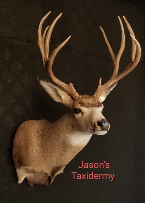 whitetail deer taxidermy by Jason's Taxidermy