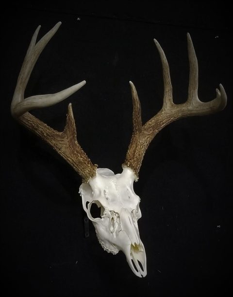 European taxidermy by Jason's Taxidermy