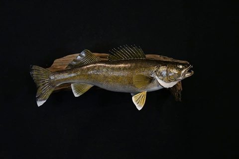 fish taxidermy by Jason's Taxidermy