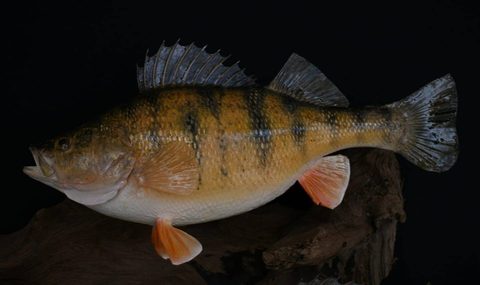 fish taxidermy by Jason's Taxidermy