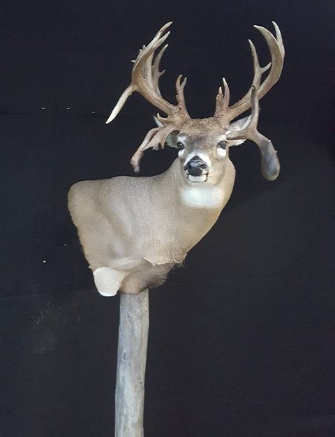 whitetail deer taxidermy by Jason's Taxidermy