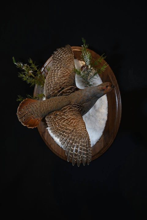 upland game bird taxidermy by Jason's Taxidermy