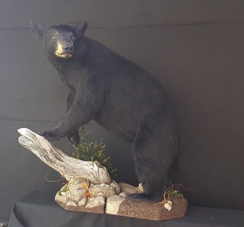 big game taxidermy by Jason's Taxidermy