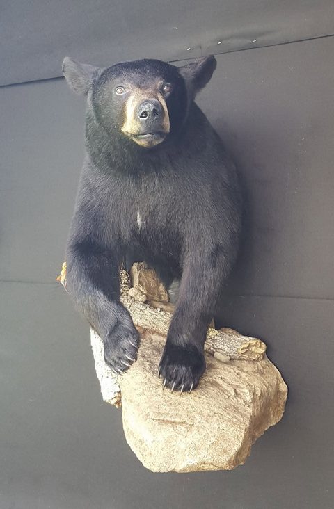 big game taxidermy by Jason's Taxidermy