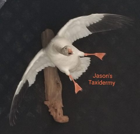 Snow Goose – Landing – waterfowl taxidermy by Jason's Taxidermy