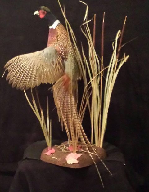 upland game bird taxidermy by Jason's Taxidermy