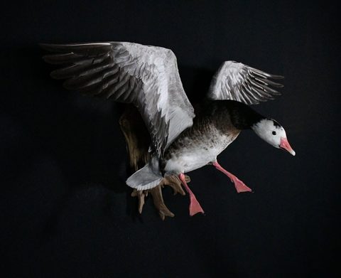 Goose – Flying – waterfowl taxidermy by Jason's Taxidermy