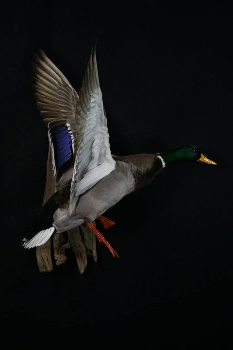 Mallard – Flying – waterfowl taxidermy by Jason's Taxidermy