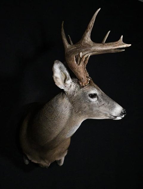 whitetail deer taxidermy by Jason's Taxidermy
