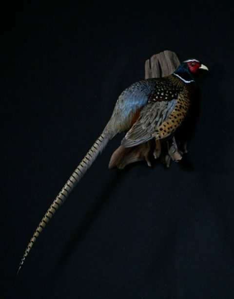 upland game bird taxidermy by Jason's Taxidermy