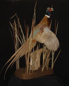 Ring-necked pheasant mount, item #28