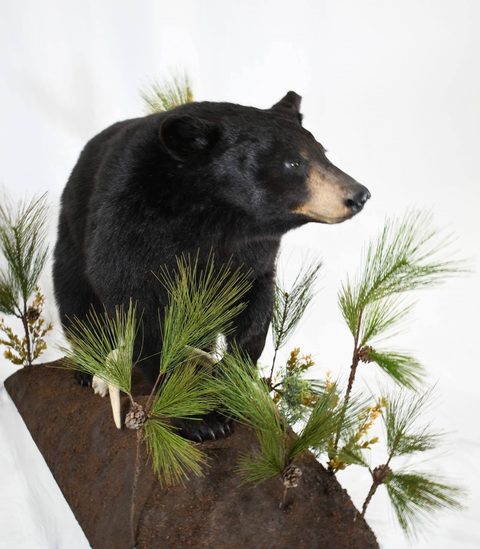 big game taxidermy by Jason's Taxidermy