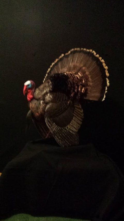 turkey taxidermy by Jason's Taxidermy