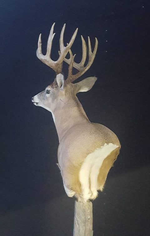 whitetail deer taxidermy by Jason's Taxidermy