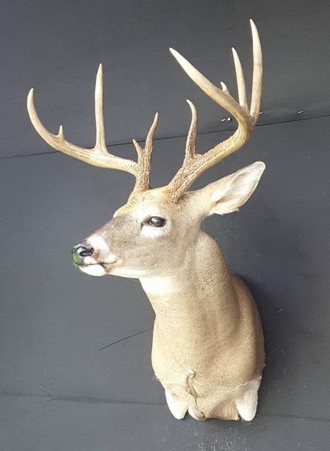 whitetail deer taxidermy by Jason's Taxidermy
