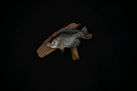 fish taxidermy by Jason's Taxidermy