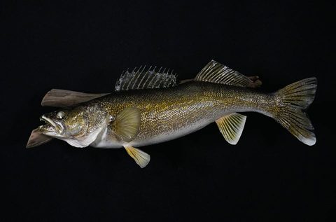 fish taxidermy by Jason's Taxidermy
