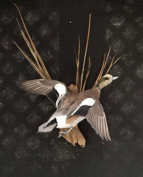 Wigeon – Flying – waterfowl taxidermy by Jason's Taxidermy