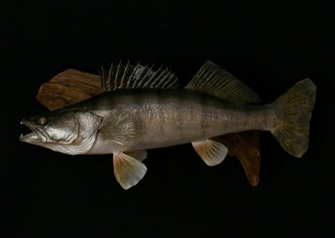 fish taxidermy by Jason's Taxidermy