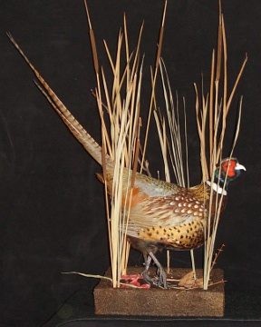 Ring-necked pheasant mount, item #5