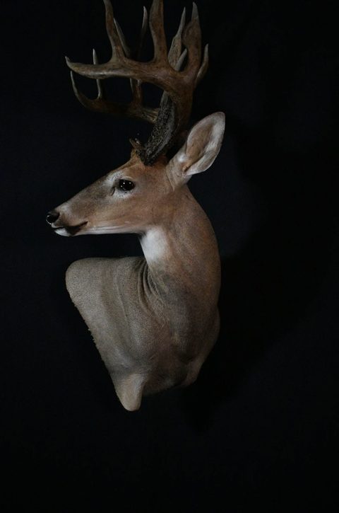 whitetail deer taxidermy by Jason's Taxidermy