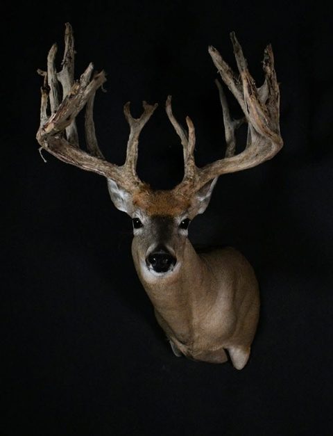 whitetail deer taxidermy by Jason's Taxidermy