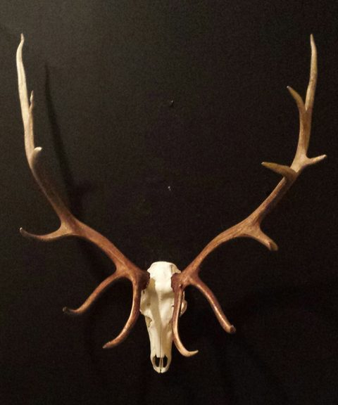 European taxidermy by Jason's Taxidermy