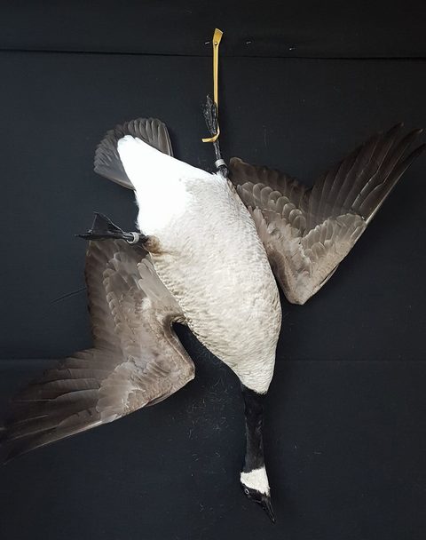 Canada Goose – Deadhang – waterfowl taxidermy by Jason's Taxidermy