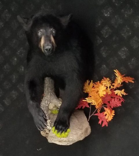 big game taxidermy by Jason's Taxidermy