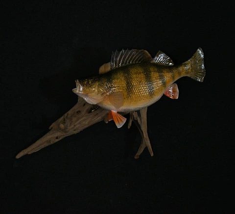 fish taxidermy by Jason's Taxidermy