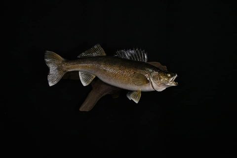 fish taxidermy by Jason's Taxidermy