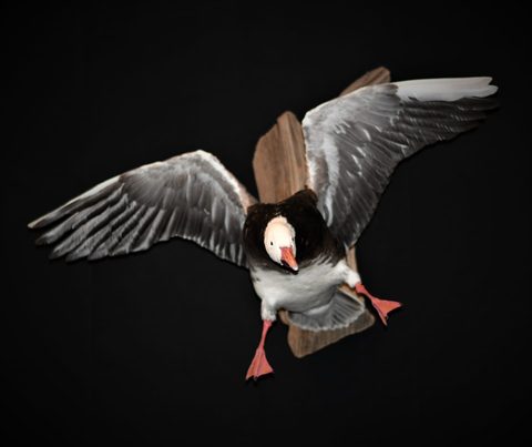 Goose – Flying – waterfowl taxidermy by Jason's Taxidermy